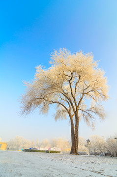 雪中的大树