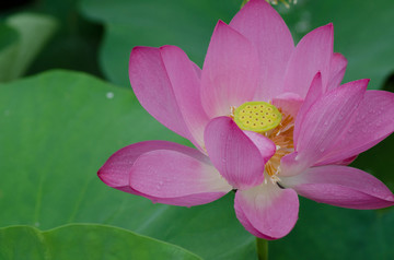 雨中荷花