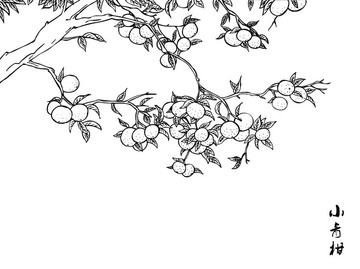 小青柑手绘线描图