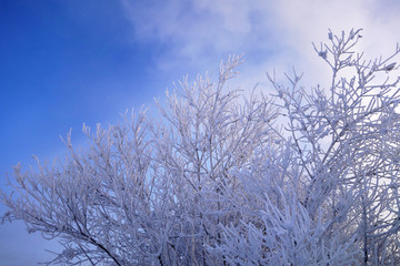 雪原树林雾凇