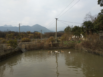 乡村池塘风景