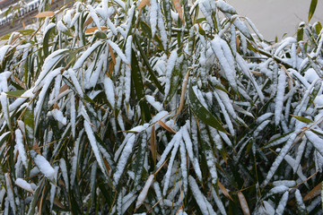 雪竹