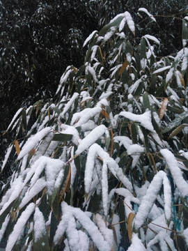 雪后的竹子