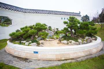 松柏盆景 假山 奇观 奇景