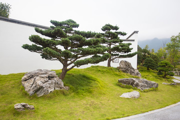 松树盆景 黑松 奇松