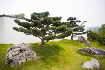 松树盆景 黑松 奇松