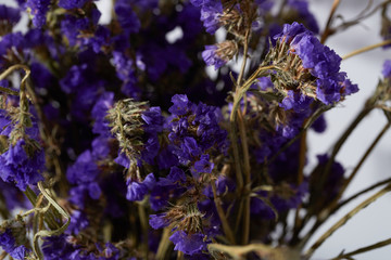 花 干花 插花 鲜花 干花瓣