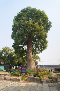 千年香樟树