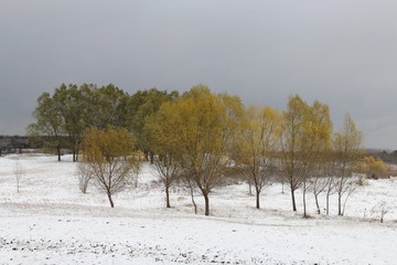 雪柳