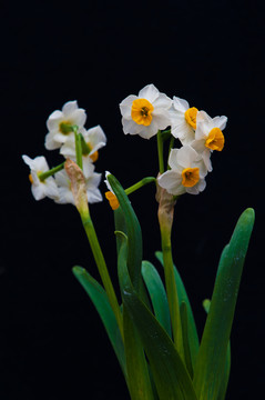 水仙花