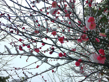 雪中梅花