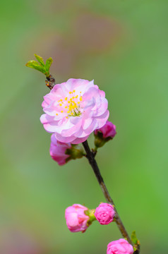 春天的花