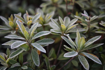 植物花草