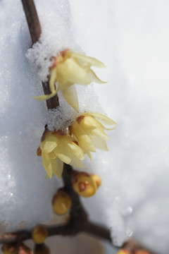 雪景