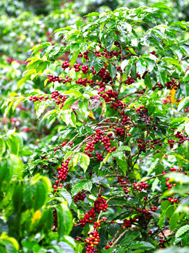咖啡豆种植 咖啡树