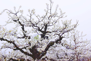 梨花 梨树