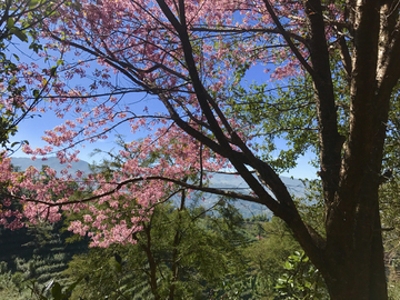 茶山野樱花