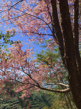 野樱花