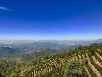 茶山风光