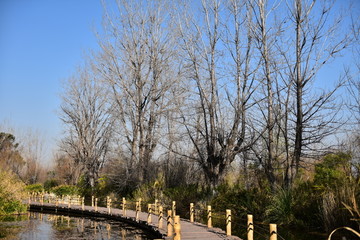白杨树 栈道 湿地公园