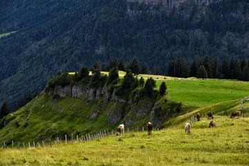 高山牧场