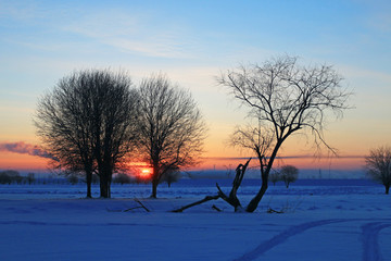 雪原树林 朝阳风景