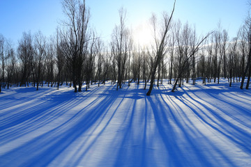 雪原树林光影