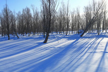 雪原树林光影