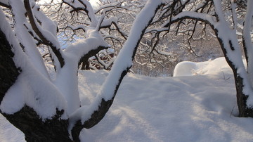 大雪 琼枝