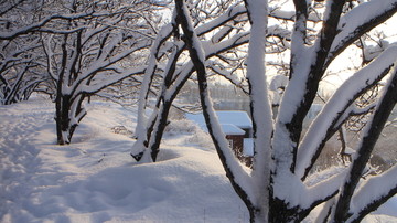 大雪 树林