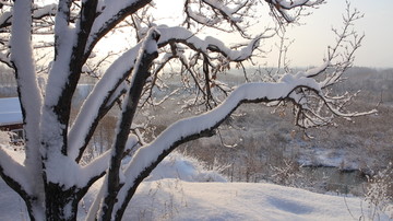 大雪 树林