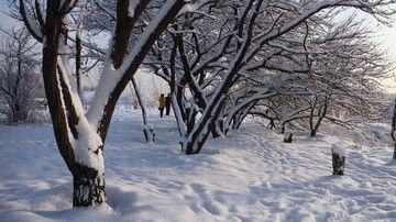 大雪 树林