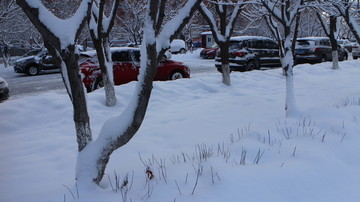 大雪 树林 车流