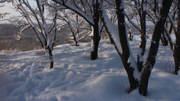大雪 阳光 树林