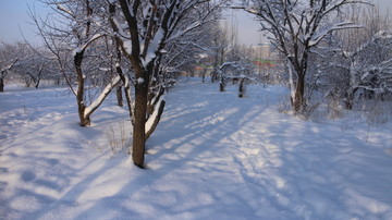 大雪 阳光 树林