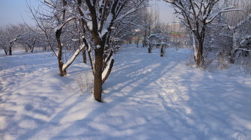 大雪 阳光 树林