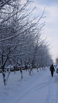 林中雪道