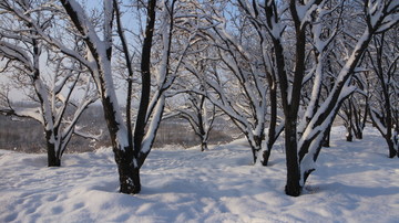 杏林雪景