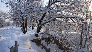 杏林雪景