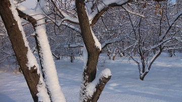 杏林雪景