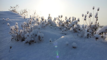 雪地 草花