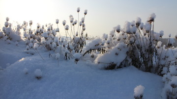 雪地 草花