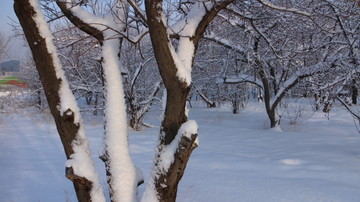 雪地 树林