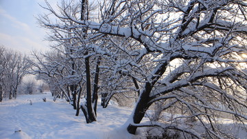 雪地 树林