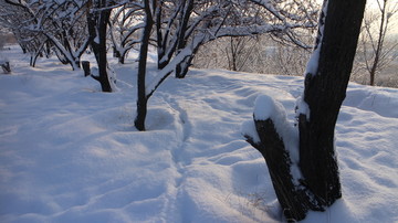 雪地 树林