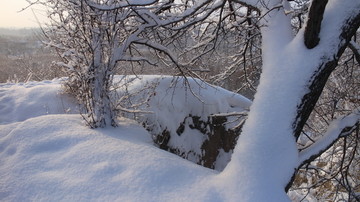 雪地 树林