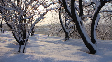 雪地 树林