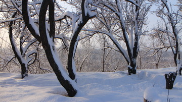 雪地 树林