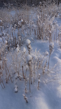 雪地 雪花