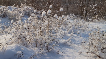 雪地 阳光 雪花